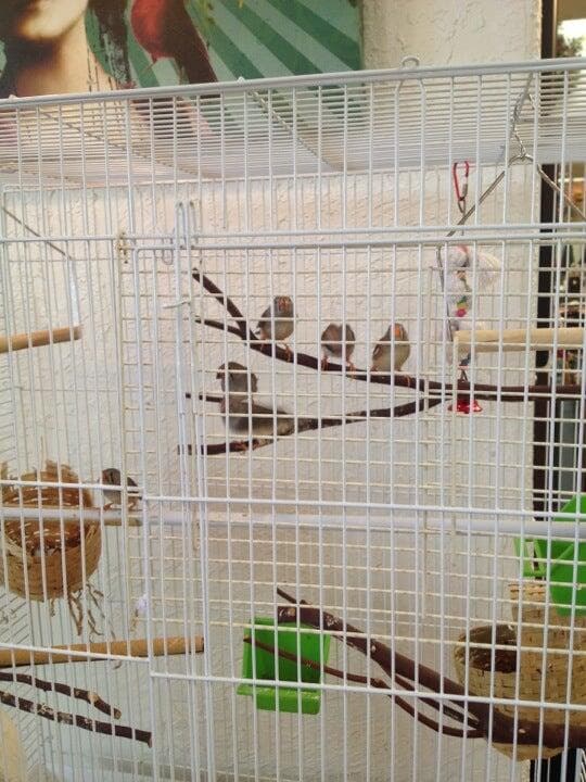 Bliss Extraordinary Floral