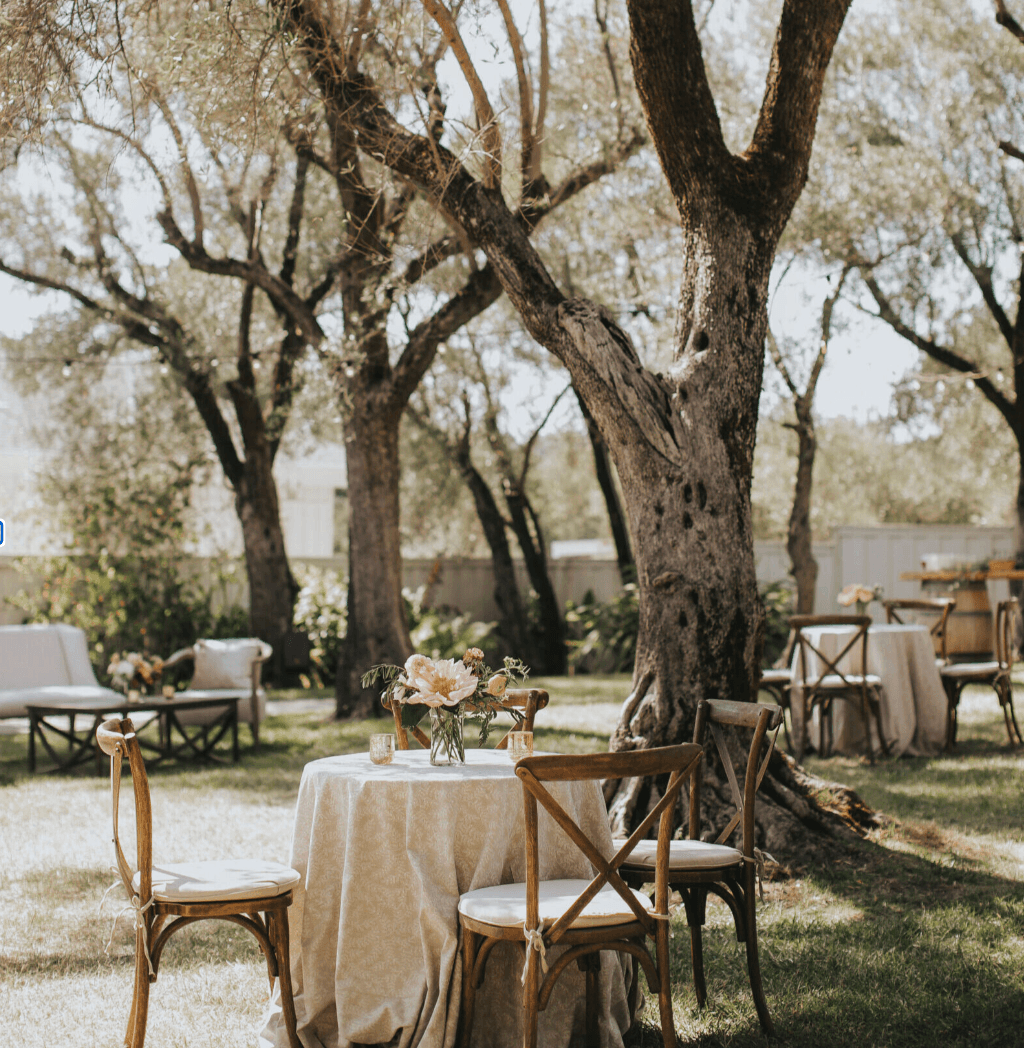 Olive Grove