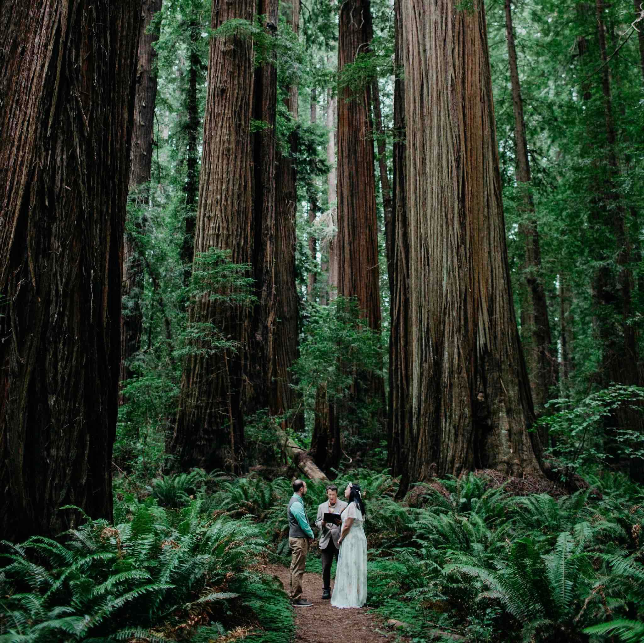 Weddings In The Wild