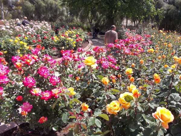 Balboa Park — Inez Grant Parker Memorial Rose Garden