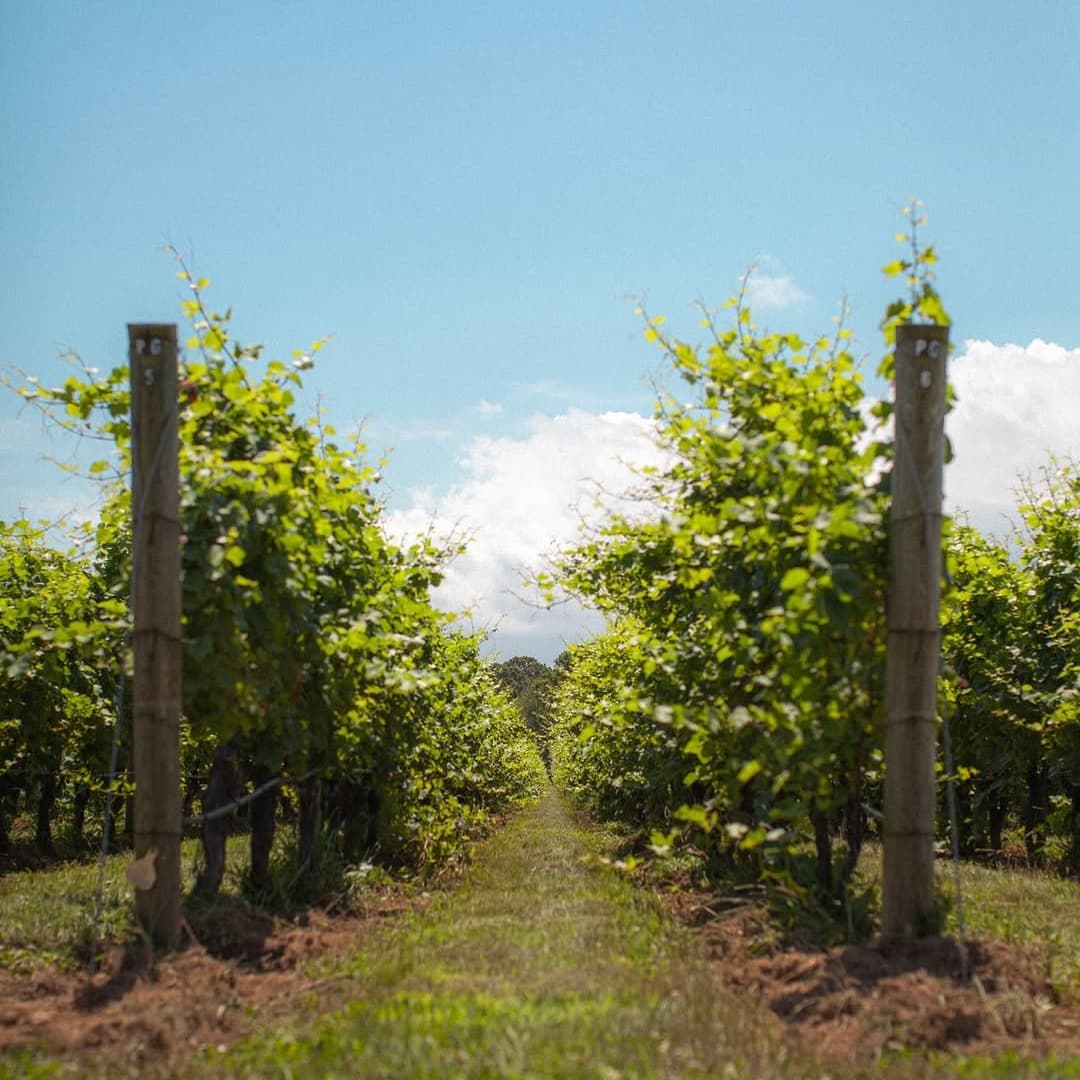 RGNY Vineyard portfolio 5