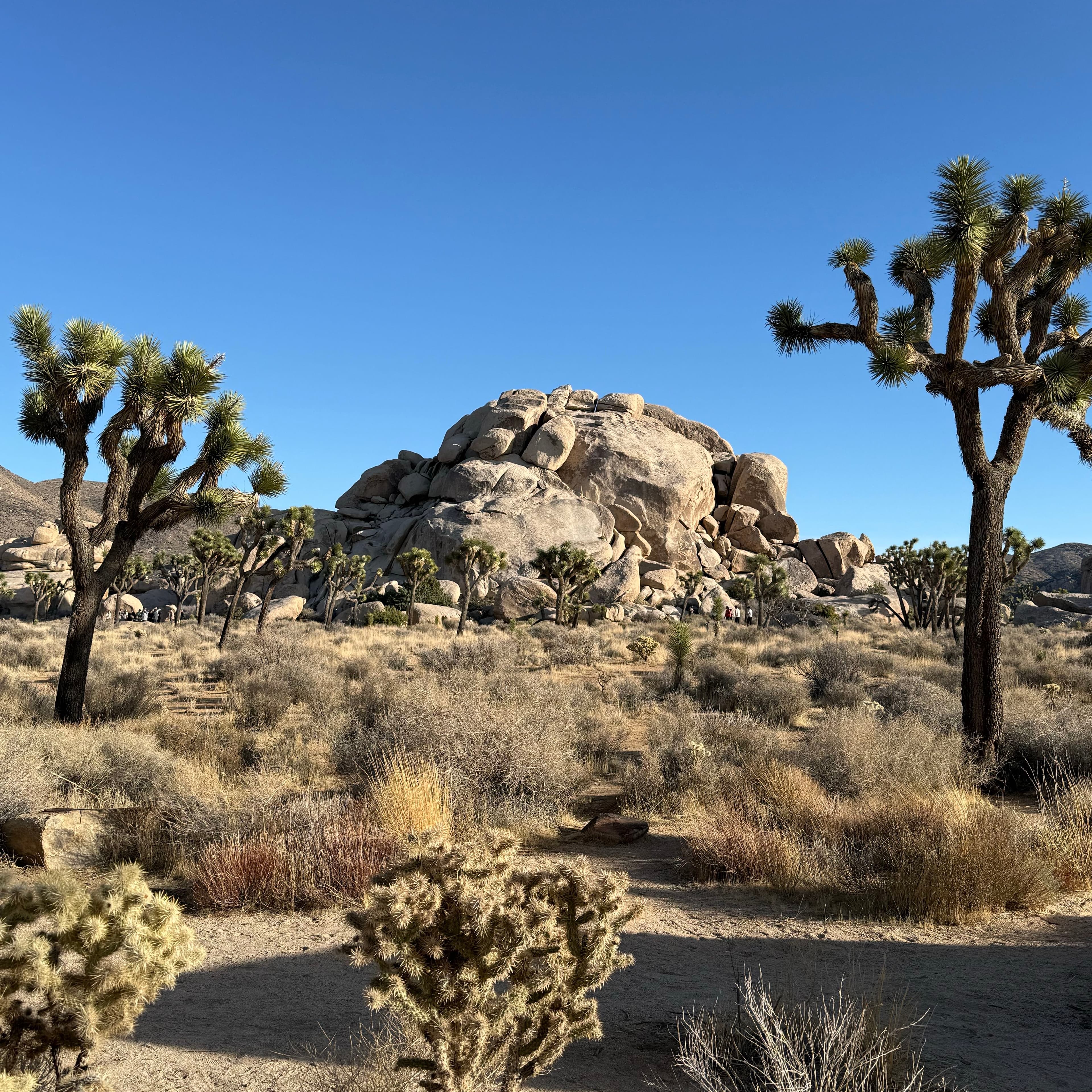 Joshua Tree Wedding