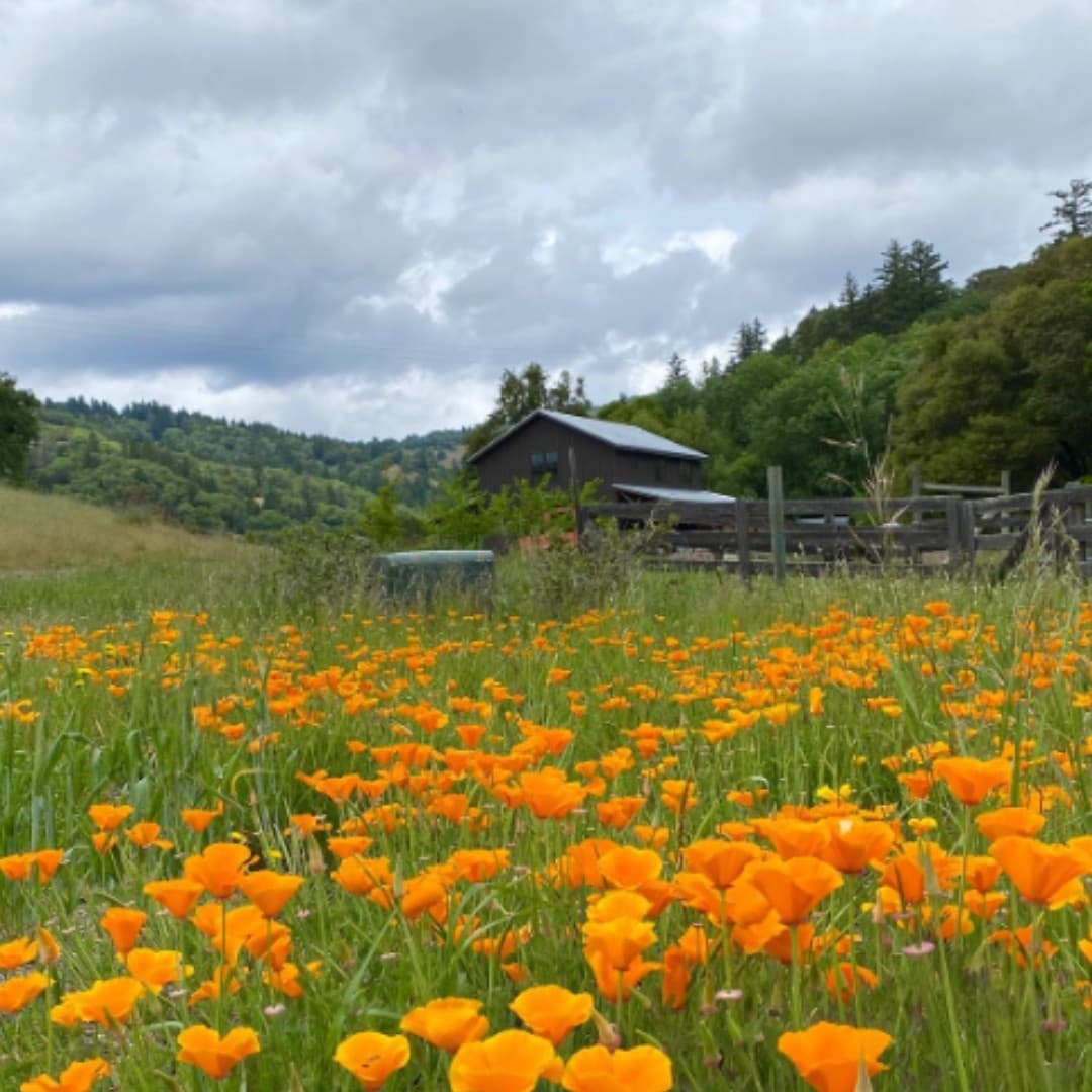 Whispertree portfolio 4