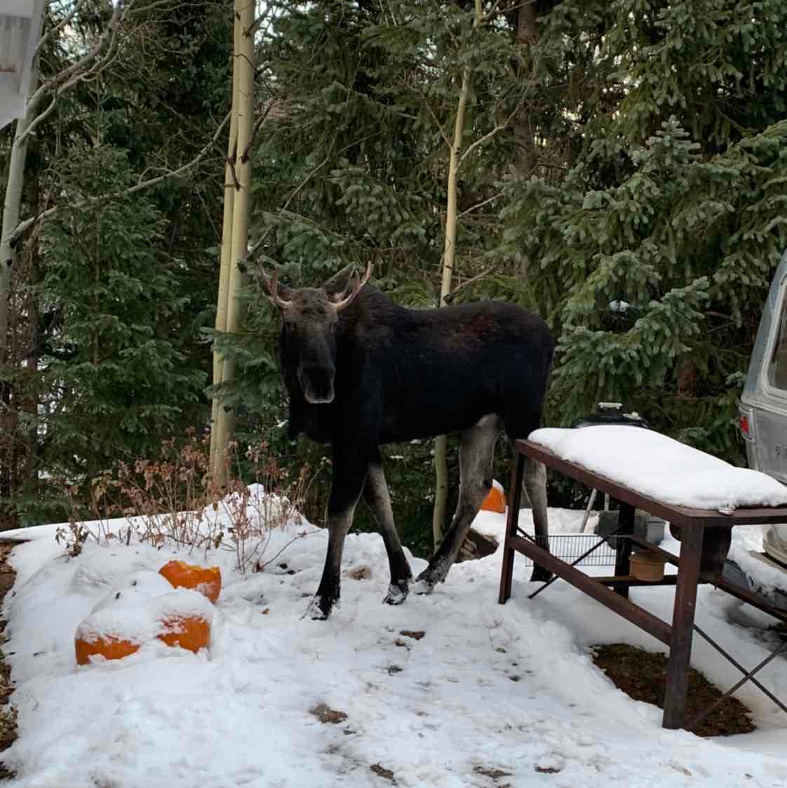 Treehaus Colorado portfolio 5