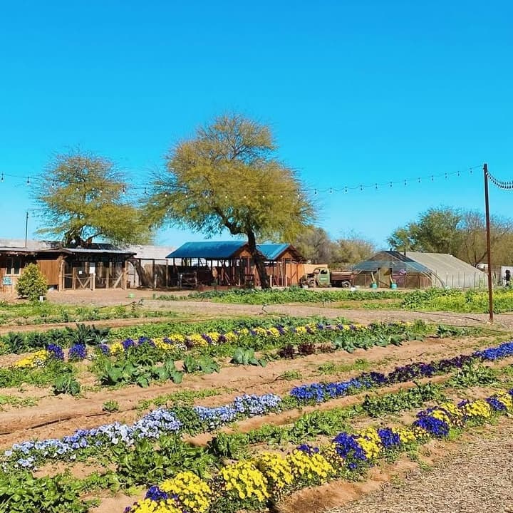 The Farm at South Mountain portfolio 6