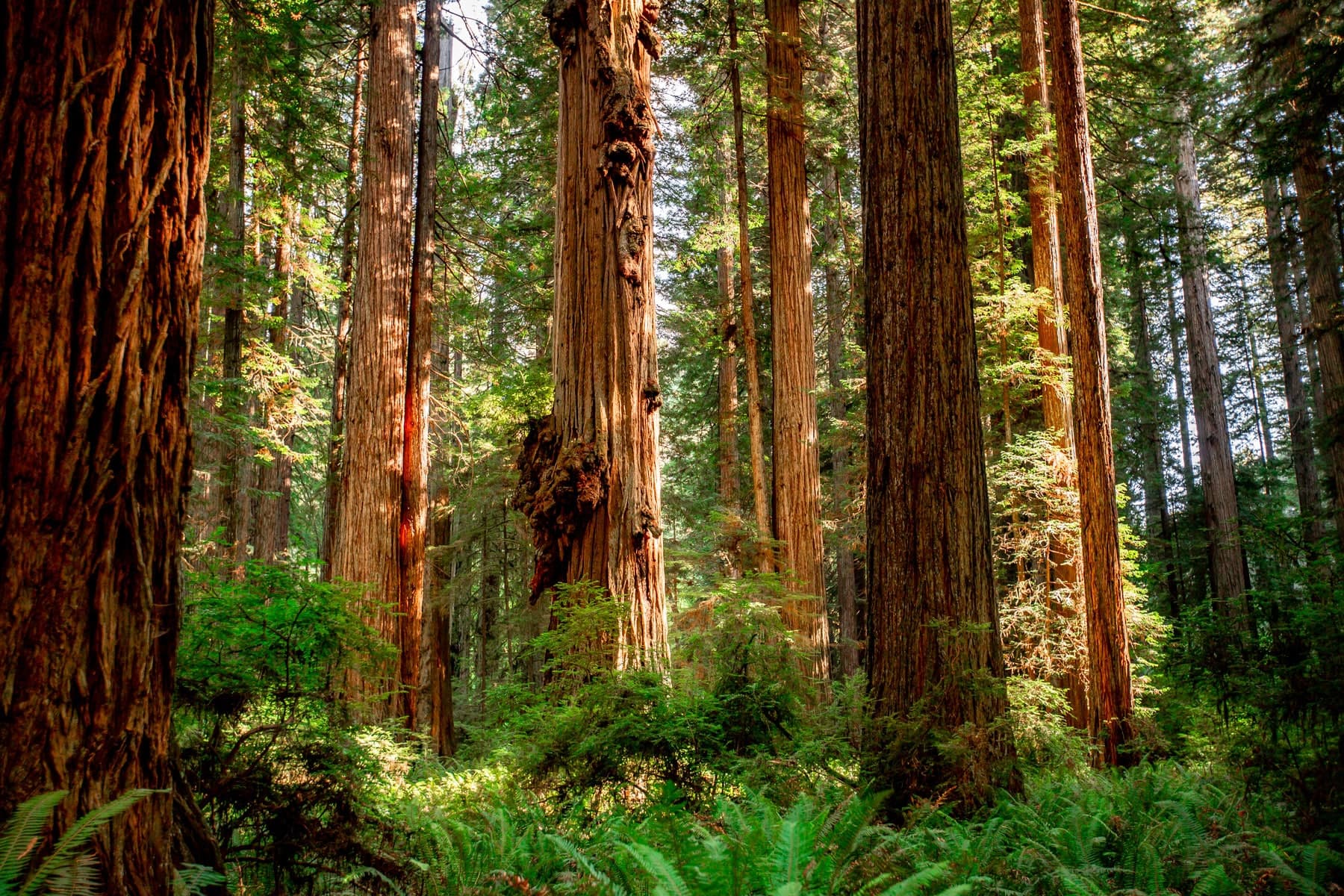 Stout Memorial Grove — Jedediah Smith Redwoods State Park