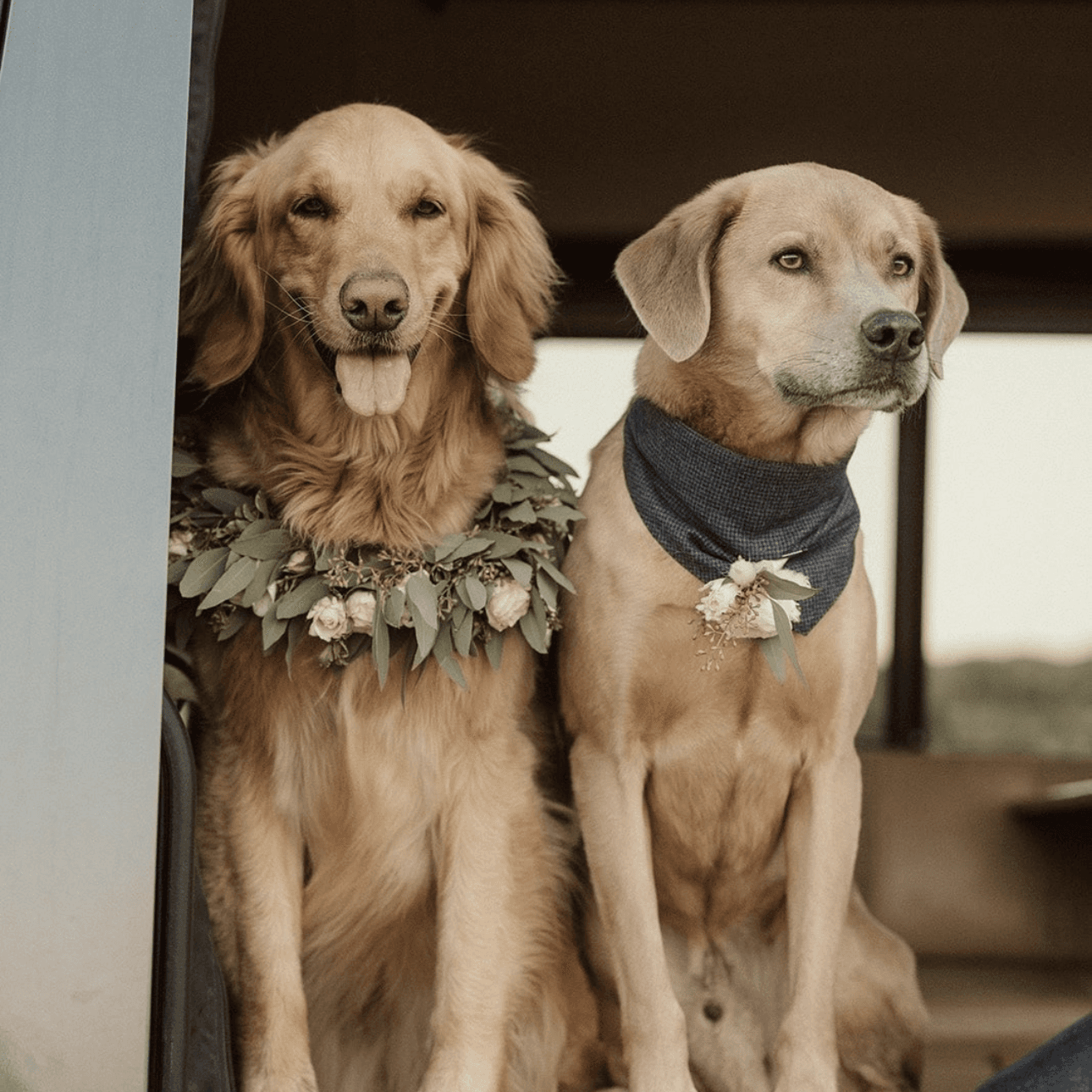 Pinyon Pine portfolio 6