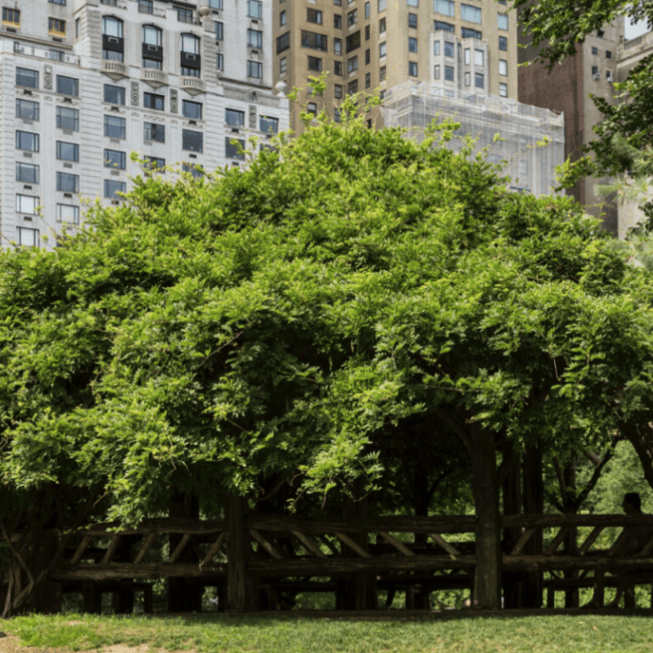 Cop Cot | Central Park Elopement 2