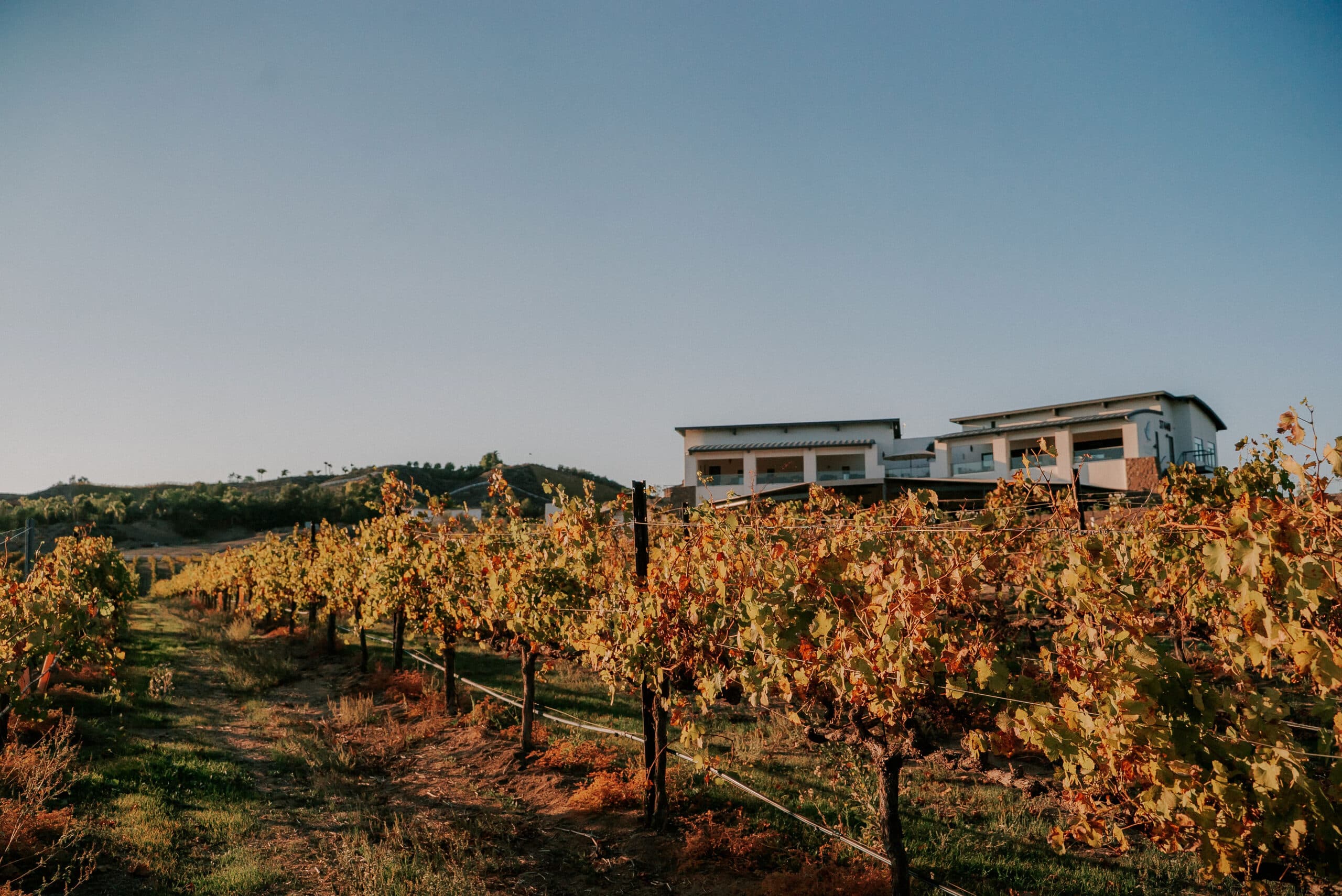 Altisima Winery portfolio 3
