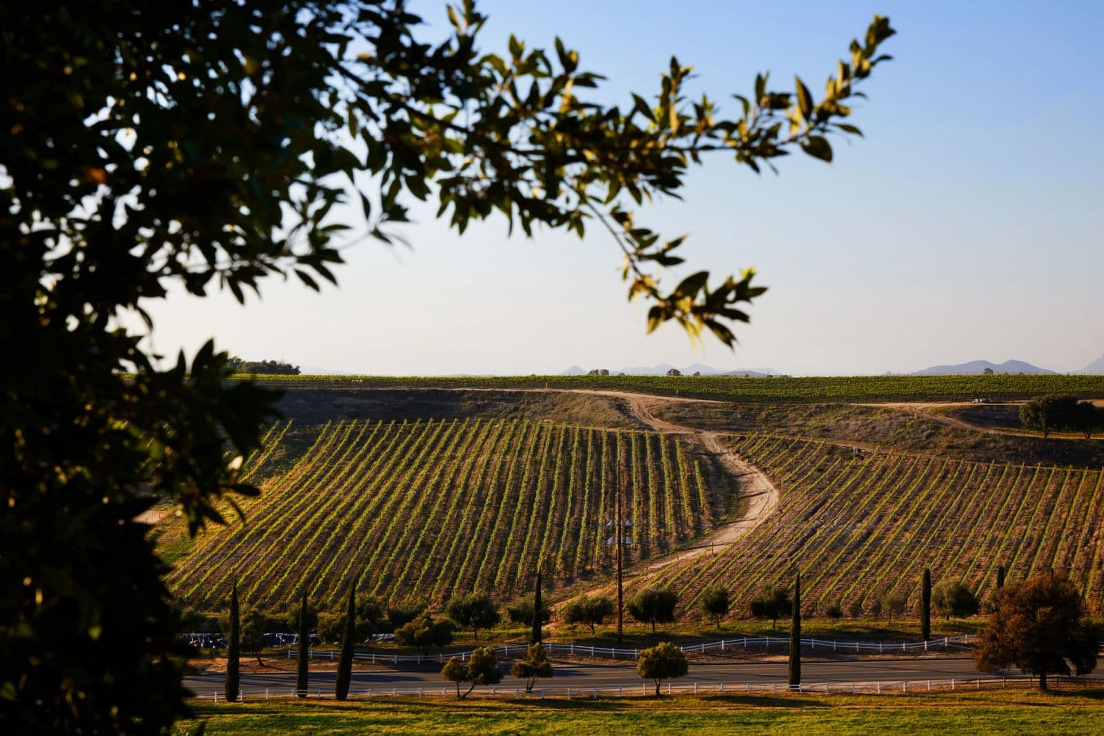 Danza del Sol Winery by Wedgewood Weddings portfolio 6