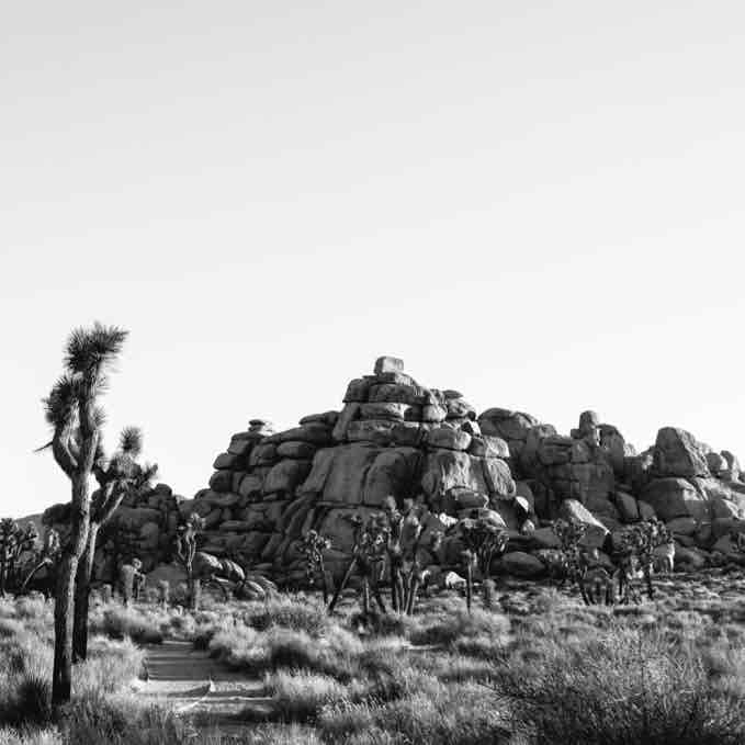 Cap Rock Joshua Tree Wedding 4