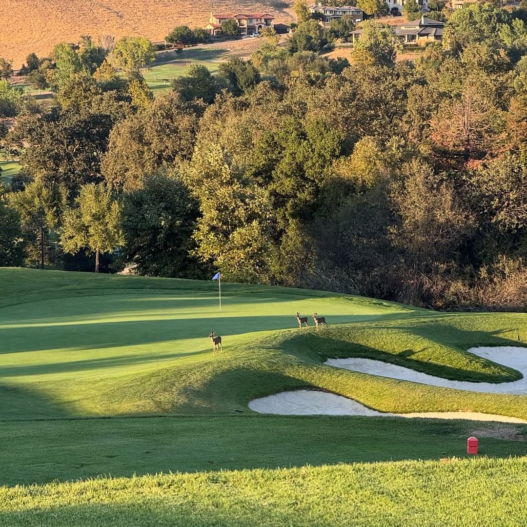 Callippe Preserve Golf Course